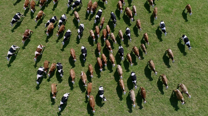 Aerial top-down view of a mixed herd of cattle grazing in a green pasture