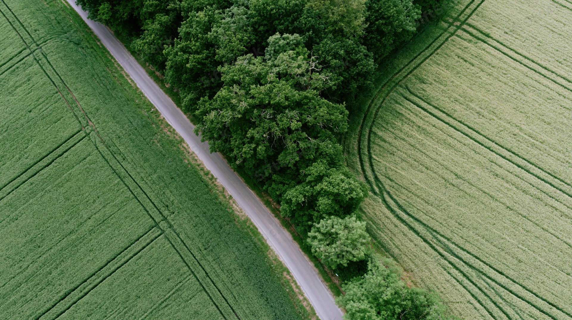 Aerial top-down view of a narrow rural road curving between green crop fields and a line of trees