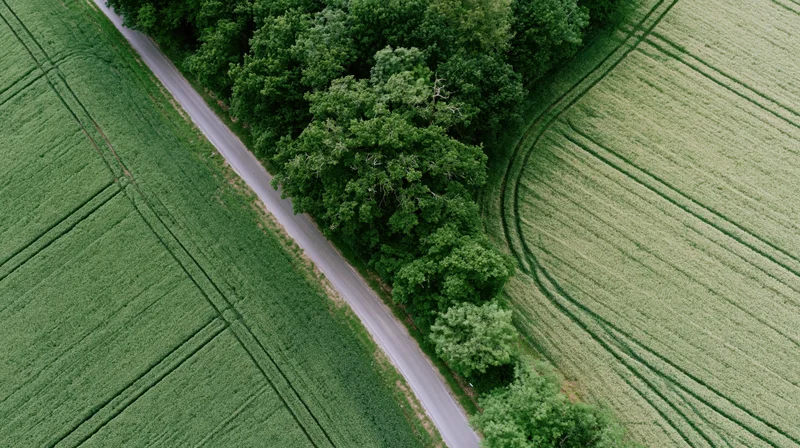 Aerial top-down view of a narrow rural road curving between green crop fields and a line of trees