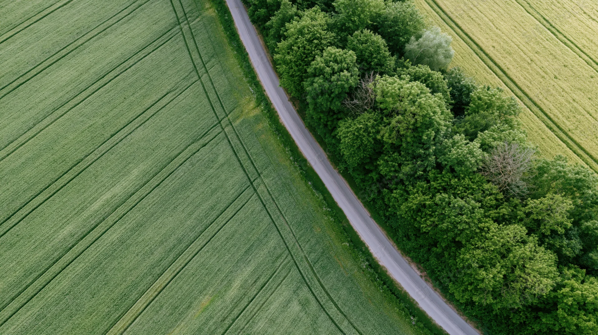 Aerial view of a narrow rural road curving between green fields and a tree-lined hedgerow