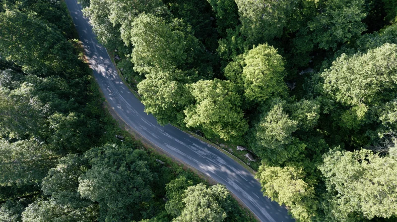 Aerial top-down view of a winding two-lane road through a dense green forest