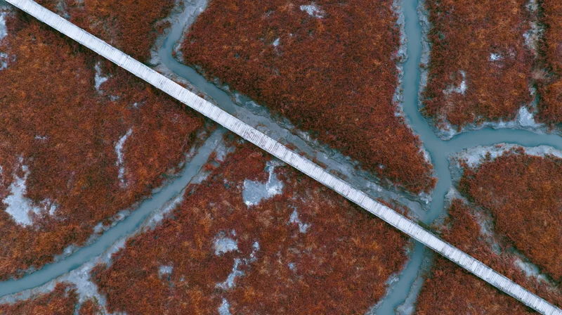 Aerial top-down view of a narrow wooden boardwalk cutting through a marshy wetland with winding water channels and autumn-colored vegetation