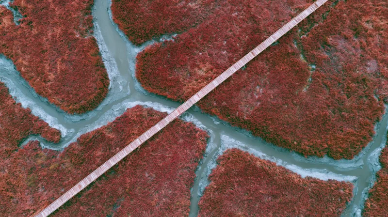 Aerial top-down view of a narrow wooden boardwalk cutting through red autumn foliage and winding waterways in a wetland landscape