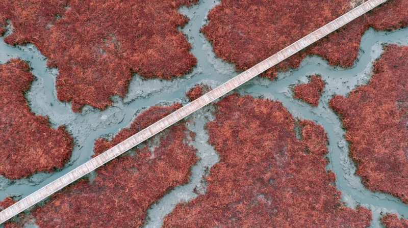 Aerial top-down view of a narrow wooden boardwalk cutting through red autumn wetland vegetation and winding water channels