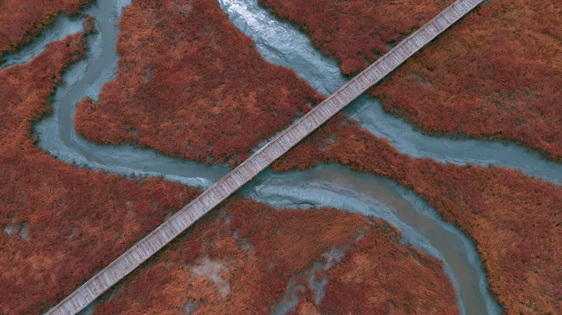 Aerial top-down view of a narrow wooden boardwalk crossing a meandering river through red autumn wetland