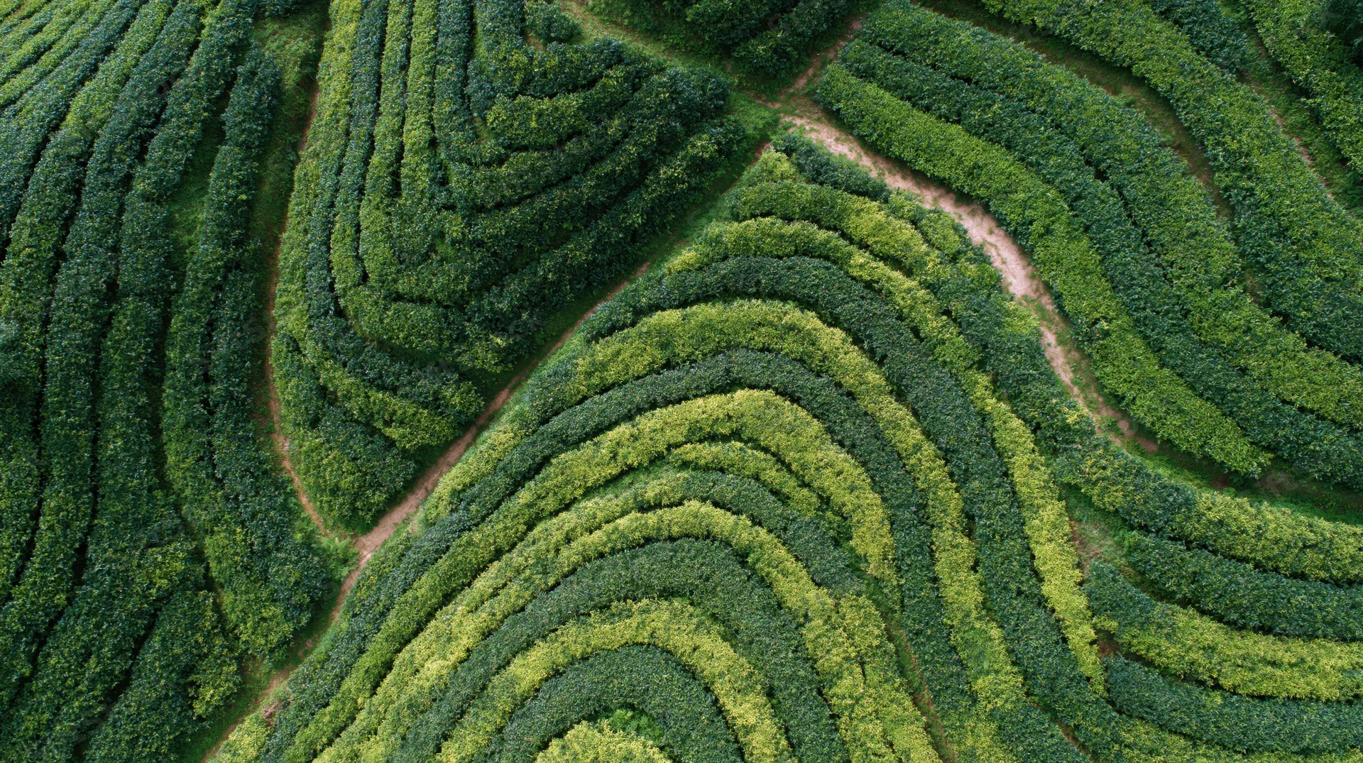 Aerial top-down view of terraced tea plantation with curved rows on hilly terrain