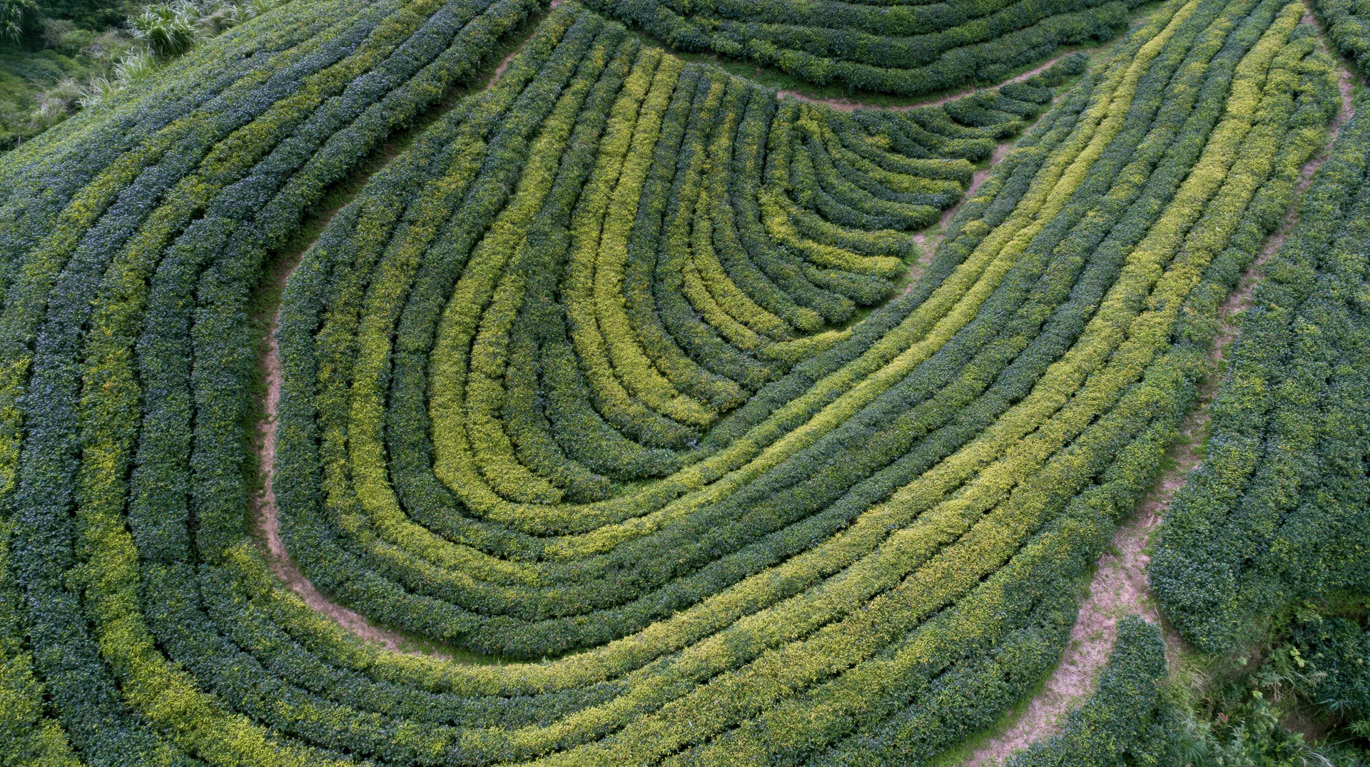 Aerial top-down view of a tea plantation with tightly packed rows on terraced hillsides