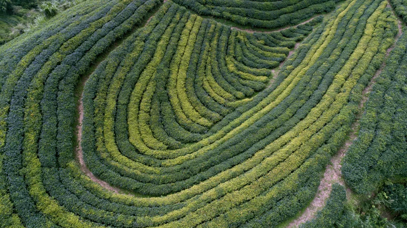 Aerial top-down view of a tea plantation with tightly packed rows on terraced hillsides