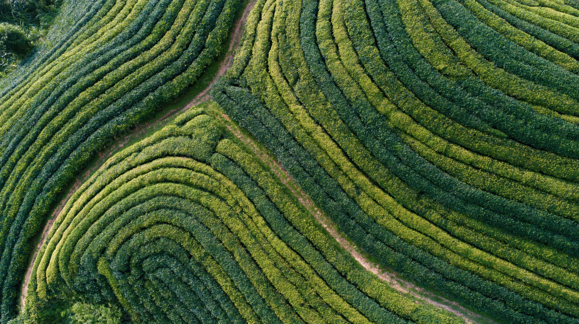 Aerial top-down view of a tea plantation with tightly packed rows forming curved patterns across terraced hills