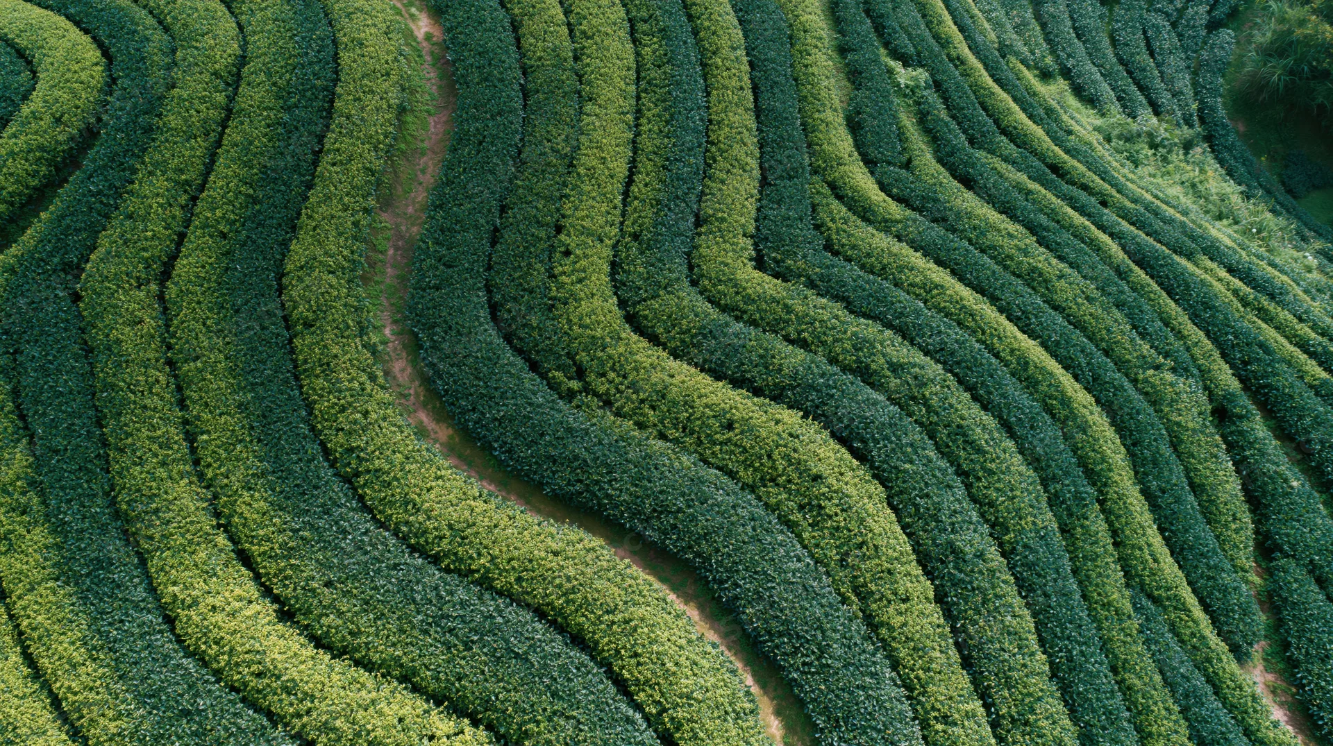Aerial top-down view of a tea plantation with tightly packed rows of green tea bushes forming wavy patterns across the landscape