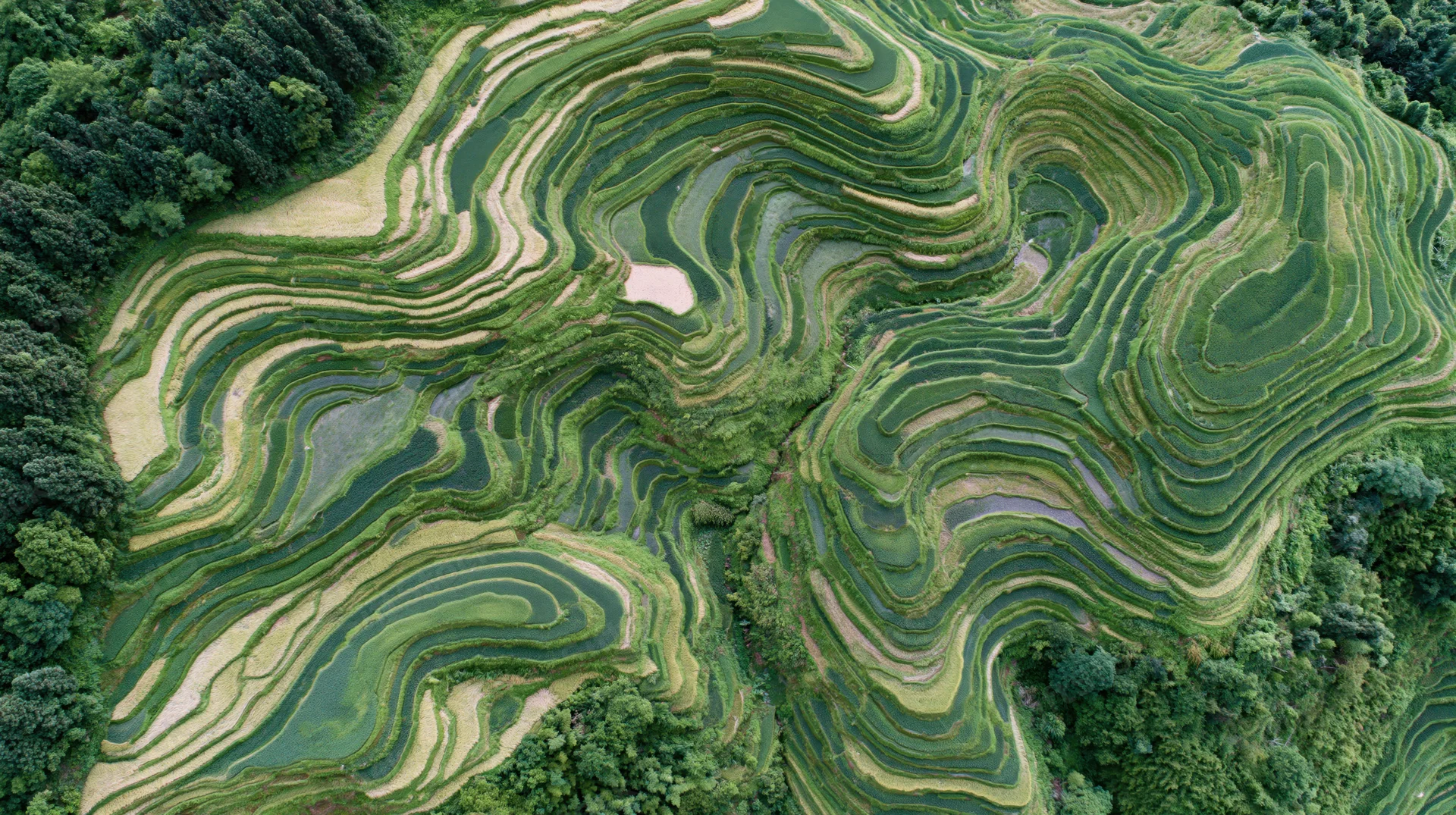 Aerial top-down view of cascading rice terraces carved into hilly landscape with green fields and water channels