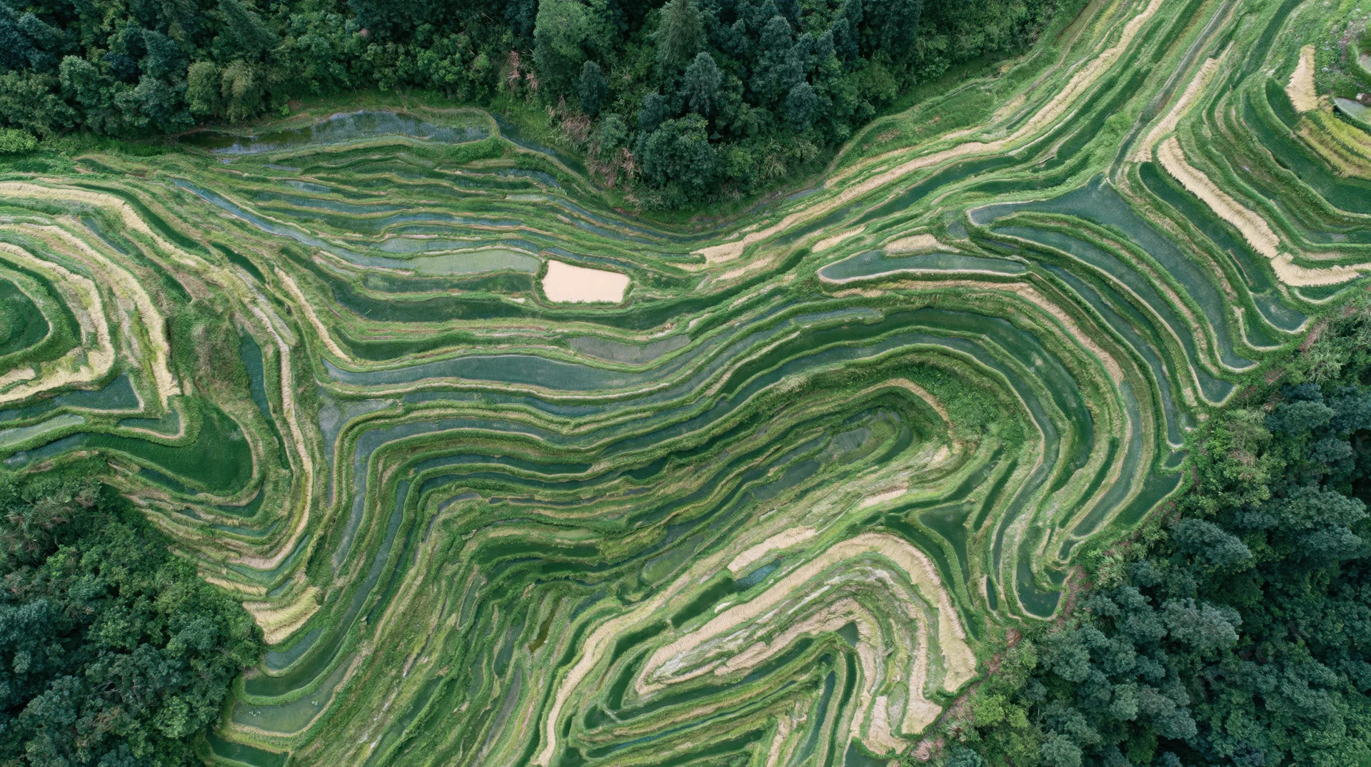 Aerial top-down view of cascading rice terraces carved into mountainous landscape with surrounding forest