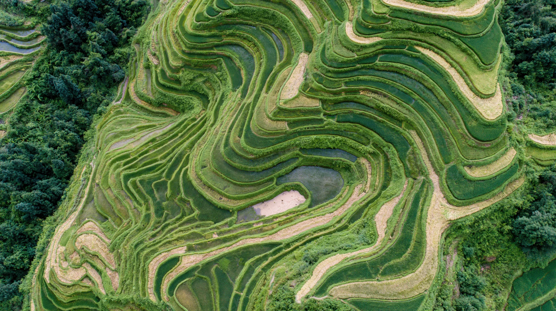 Aerial top-down view of cascading rice terraces carved into a mountain slope surrounded by forest