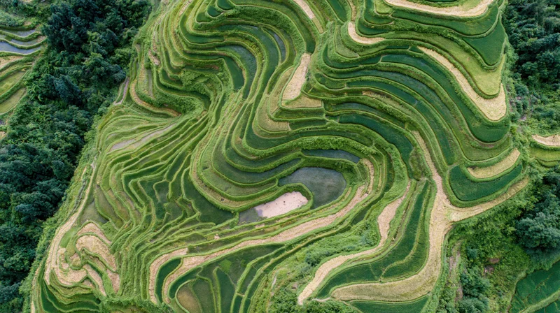 Aerial top-down view of cascading rice terraces carved into a mountain slope surrounded by forest