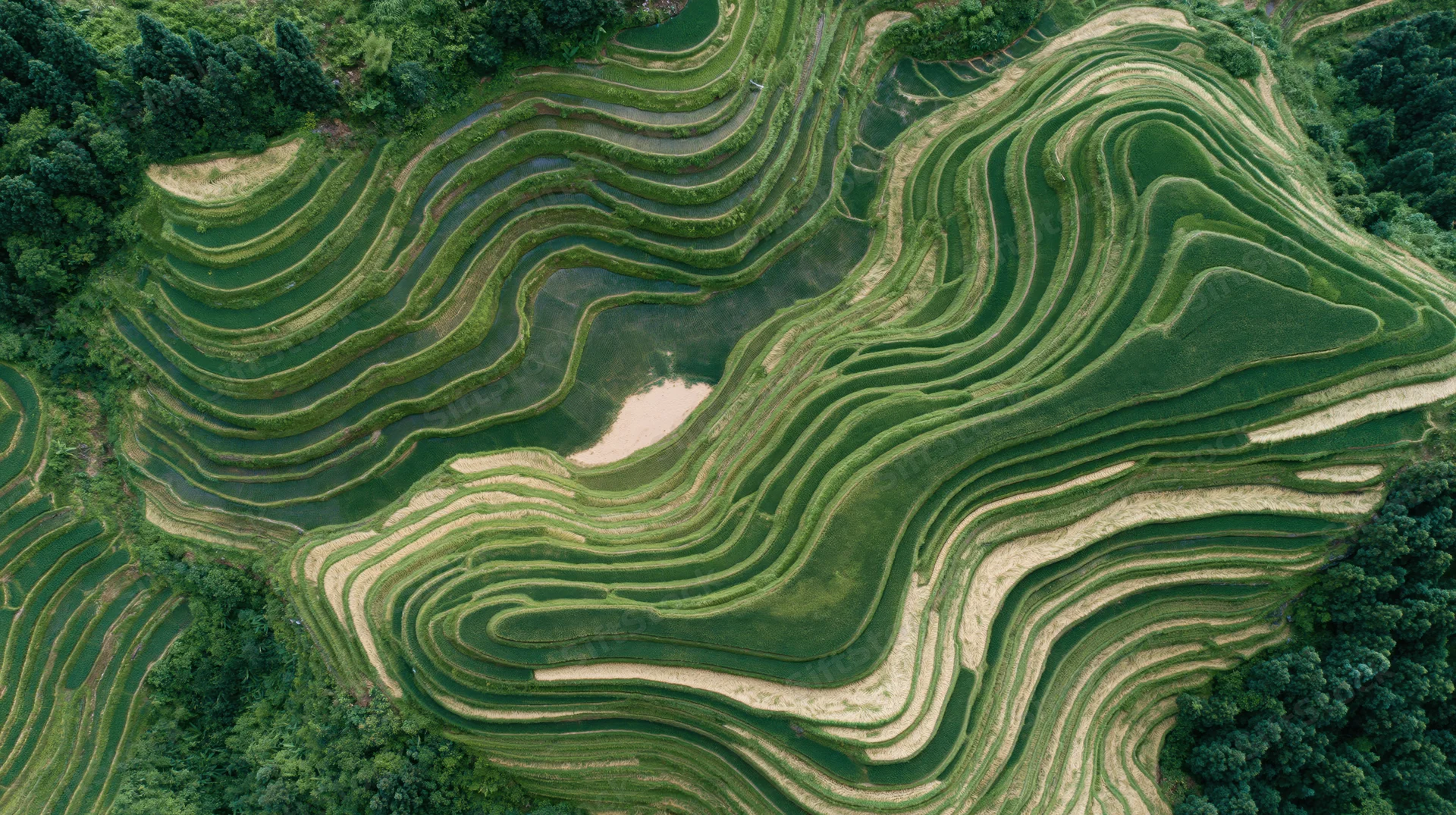 Aerial top-down view of cascading rice terraces carved into a mountain slope with green paddies and water reflections surrounded by forest