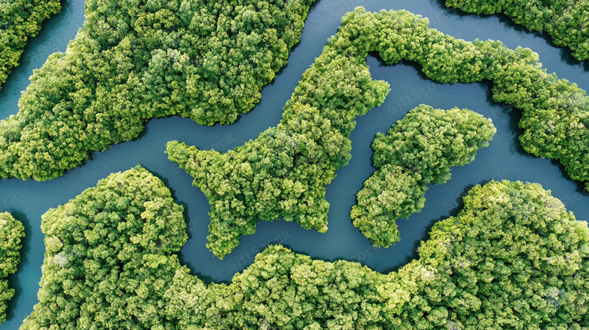 Aerial top-down view of dense mangrove forest split by winding waterways