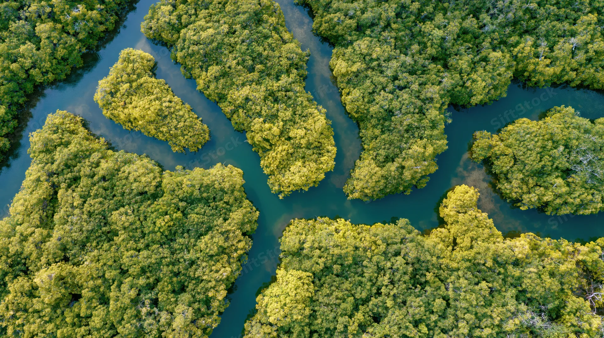 Aerial top-down view of dense mangrove forest split by winding river