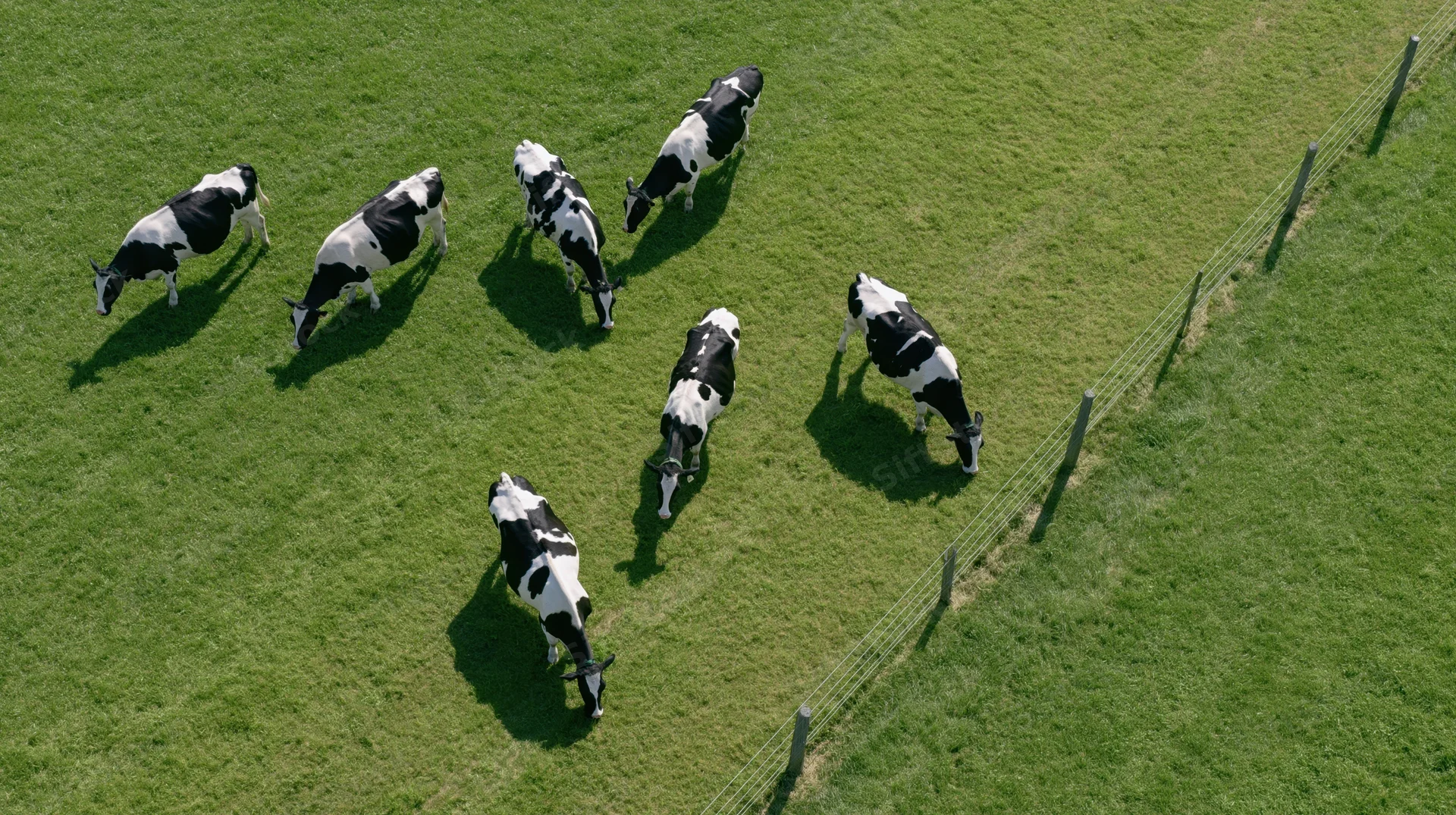 Seven black-and-white dairy cows grazing in a green pasture viewed from above with a wire fence along the edge