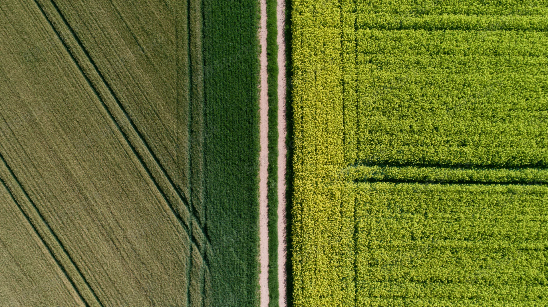 Aerial top-down view of two adjacent agricultural fields divided by a narrow path, one with green crops and the other with yellow crops