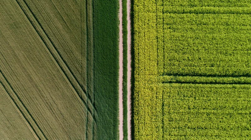 Aerial top-down view of two adjacent agricultural fields divided by a narrow path, one with green crops and the other with yellow crops