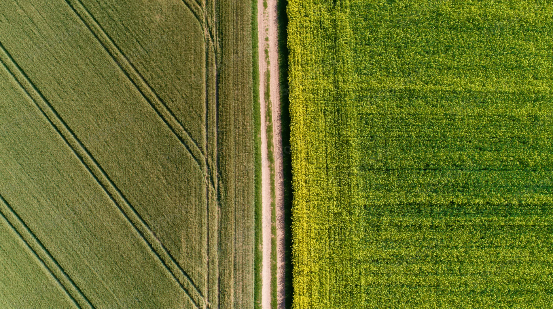 Aerial top-down view of two adjacent agricultural fields divided by a dirt path, one with corn and one with wheat