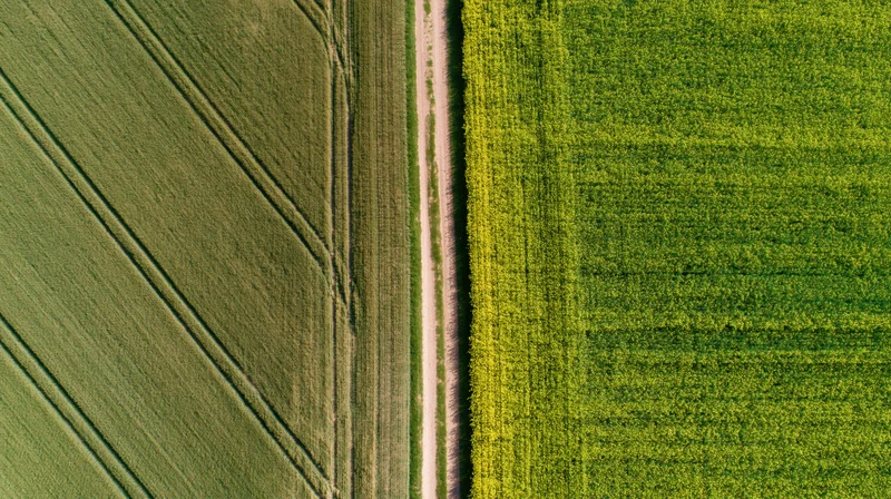 Aerial top-down view of two adjacent agricultural fields divided by a dirt path, one with corn and one with wheat
