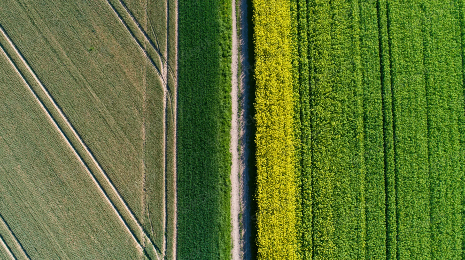Aerial top-down view of adjacent agricultural fields with contrasting crops and a dividing dirt road