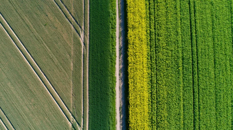 Aerial top-down view of adjacent agricultural fields with contrasting crops and a dividing dirt road