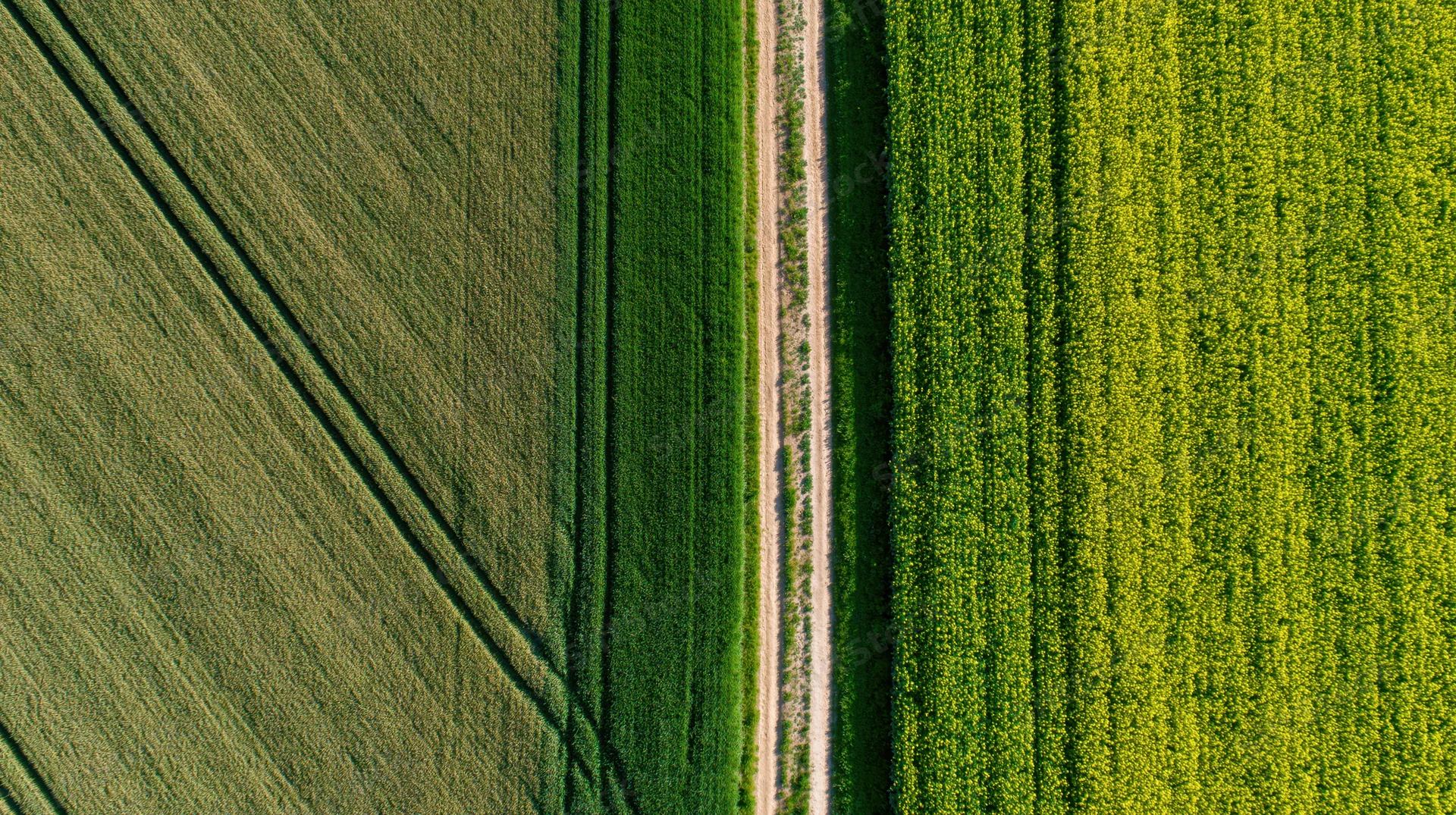 Aerial top-down view of two adjacent agricultural fields divided by a dirt path