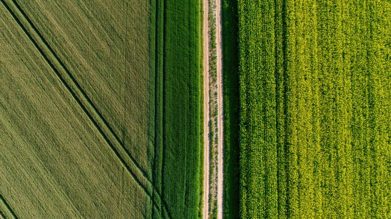 Aerial top-down view of two adjacent agricultural fields divided by a dirt path