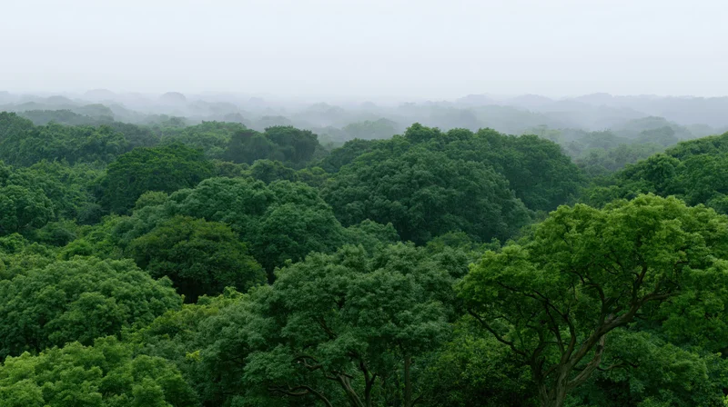 Aerial view of dense tropical forest canopy covered in mist stretching to horizon