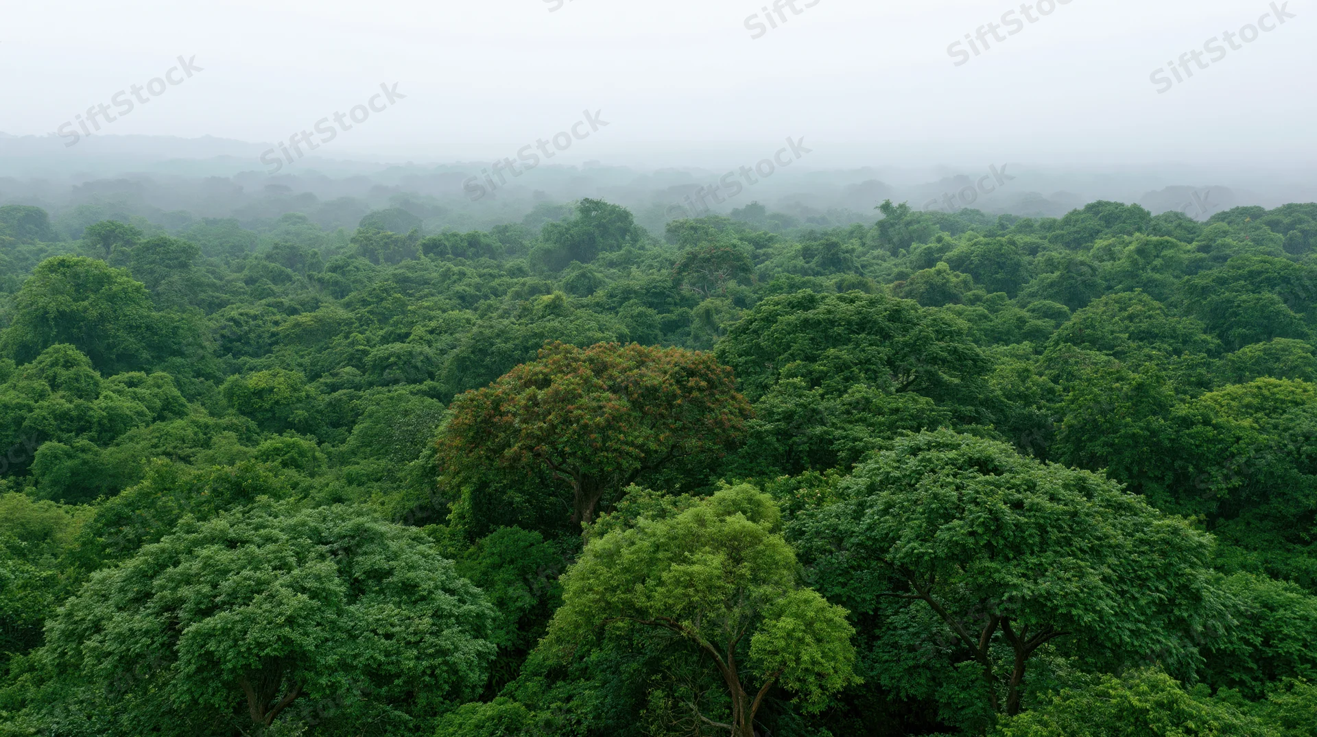 Aerial view of dense tropical forest canopy stretching to horizon under misty sky