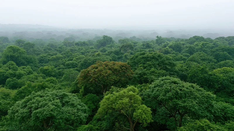 Aerial view of dense tropical forest canopy stretching to horizon under misty sky
