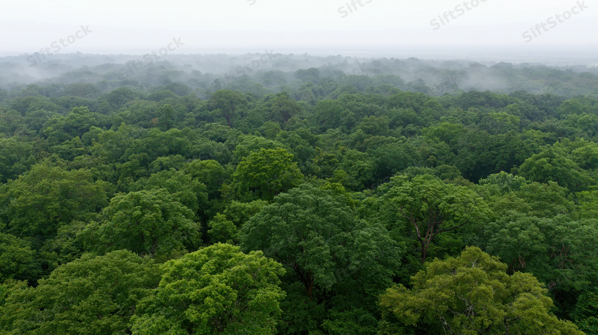 Aerial view of dense tropical forest canopy stretching to horizon under misty sky