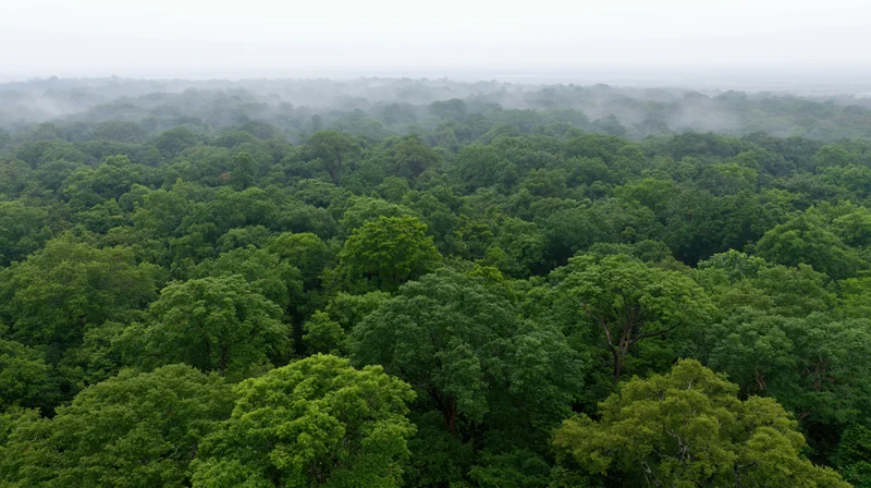 Aerial view of dense tropical forest canopy stretching to horizon under misty sky