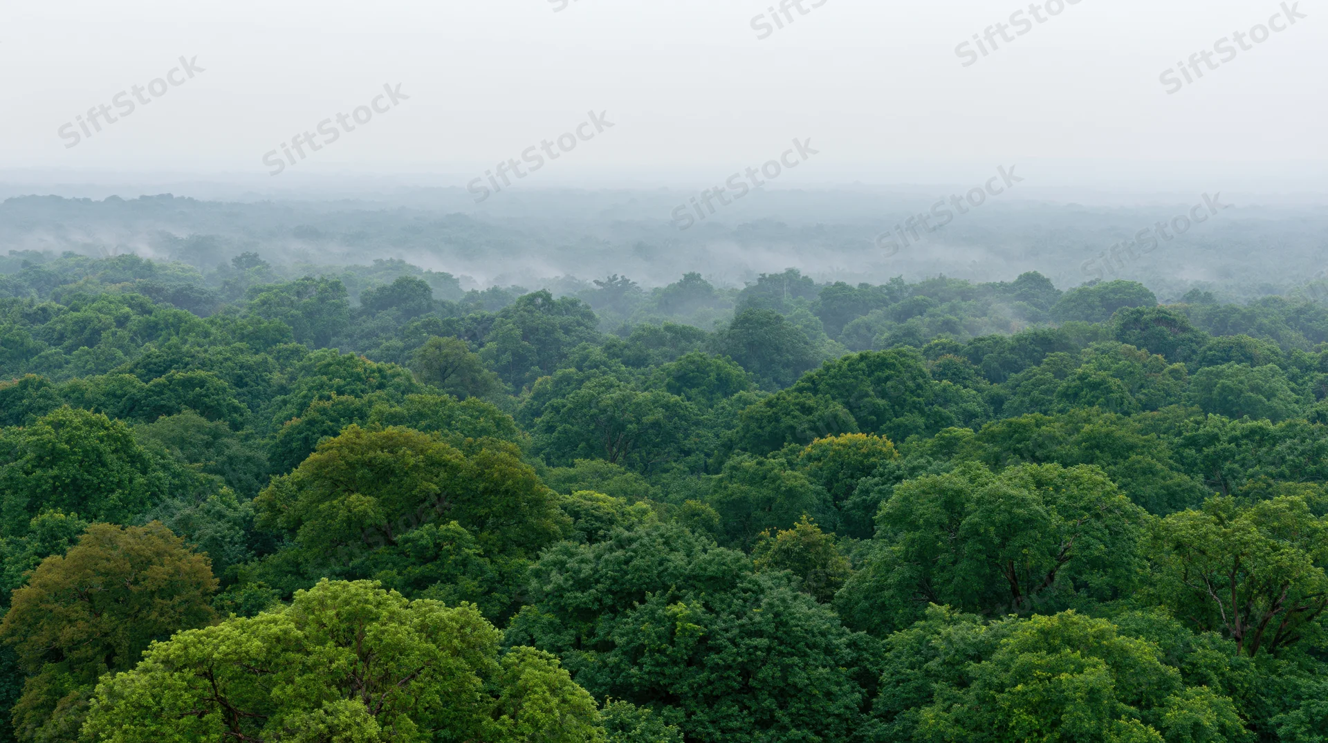 Aerial view of dense tropical forest canopy covered in mist stretching to horizon