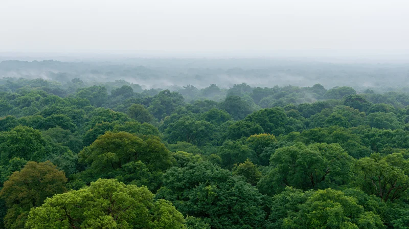 Aerial view of dense tropical forest canopy covered in mist stretching to horizon