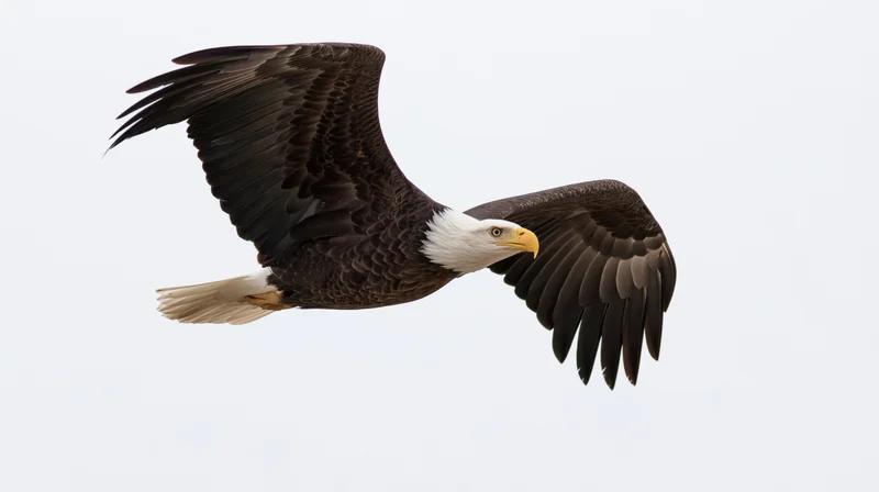 Bald eagle in mid-flight with wings fully extended against a plain white background