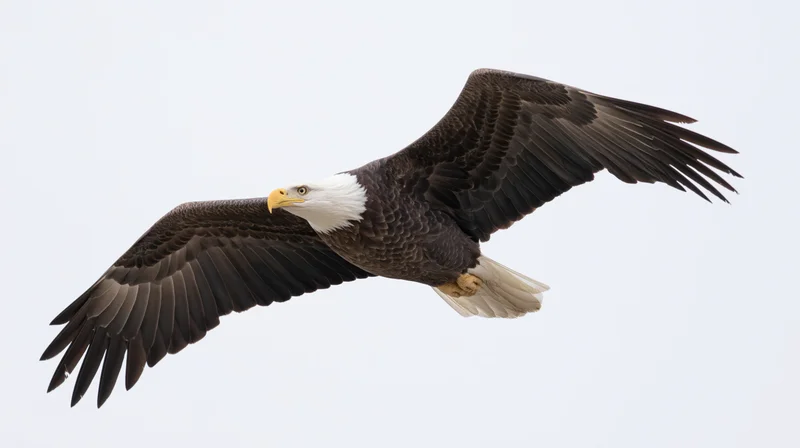 Bald eagle in mid-flight with wings fully extended against a plain sky background