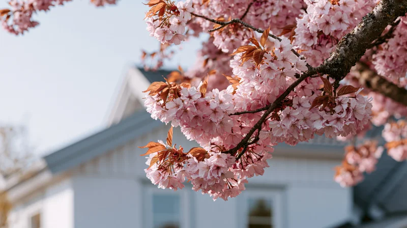 Cherry blossom branch in full bloom against a white house roof in spring
