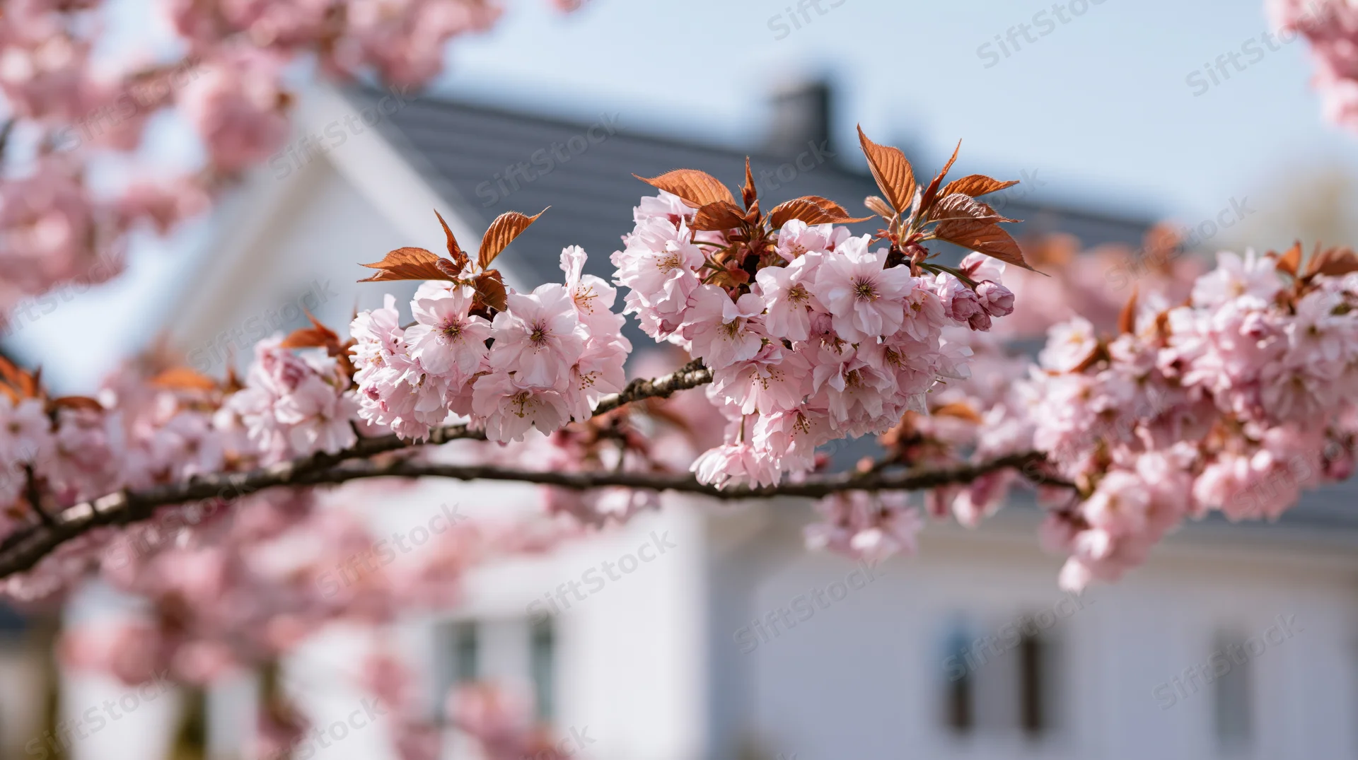 Cherry blossom branch in full bloom with pink flowers and new leaves in front of a white house