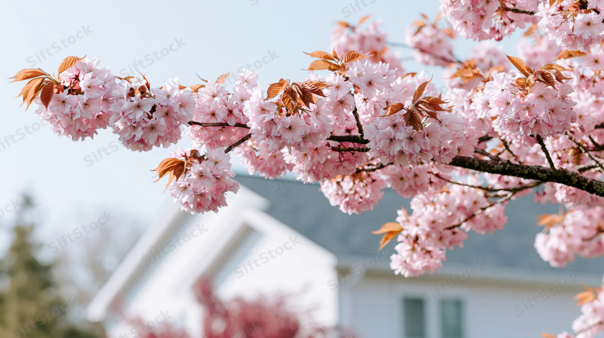 Cherry blossom branch in full bloom against a white house roof under soft spring light