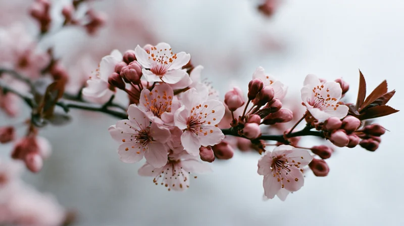 Cherry blossom branch with open and closed pink flowers in spring outdoors