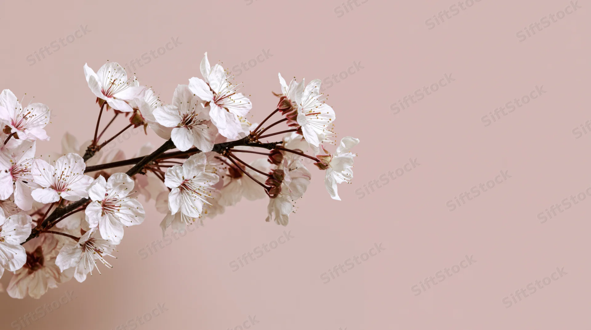 Cherry blossom branch with small white blooms on a soft pink background