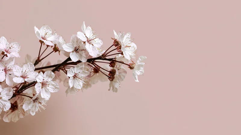Cherry blossom branch with white blooms and visible stamens