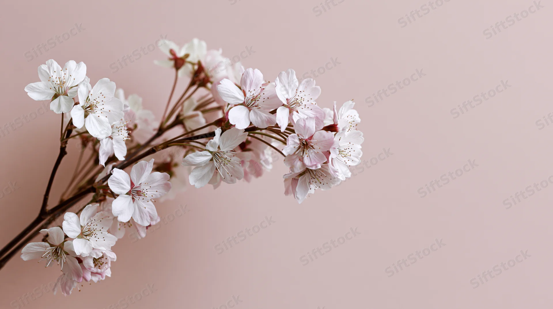 Cherry blossom branch with small white and pink blooms against a soft pink background
