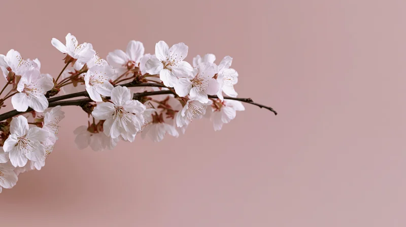 Cherry blossom branch with small white blooms on a soft pink background