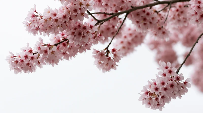 Cherry blossom branches in full bloom against a bright sky with soft pink flowers and visible petals