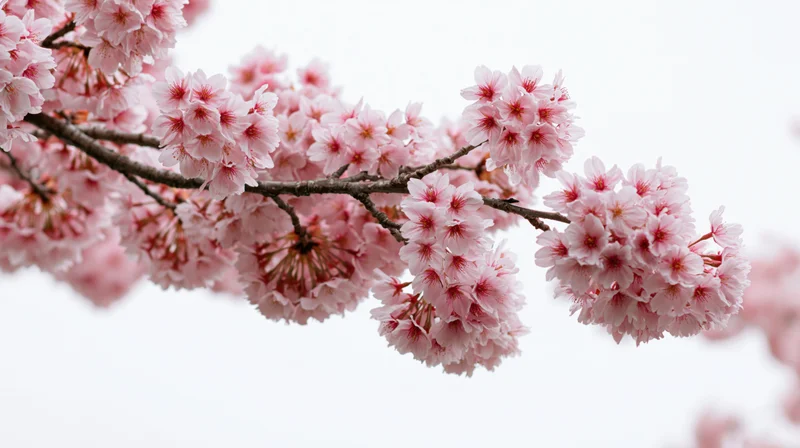 Cherry blossom branches in full bloom against a soft white sky