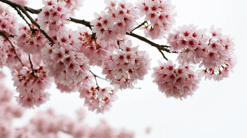 Cherry blossom branches in full bloom against a bright sky